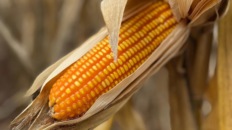 Capa Abertas as inscrições para o Programa Milho 100% da safra 2025/2026 em Palmeira das Missões