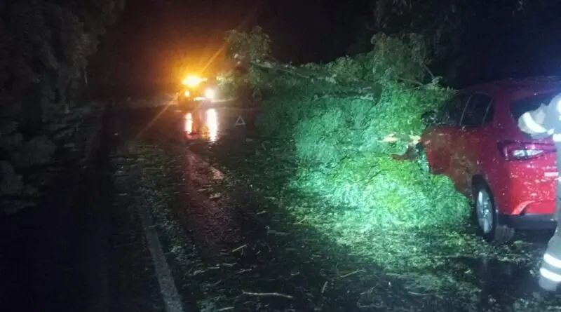 Capa Árvore caída provoca acidente e bloqueia trecho da BR-158 entre Condor e Palmeira das Missões
