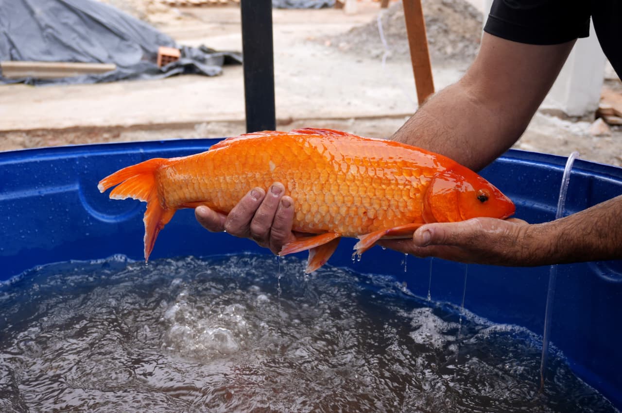 Capa Jaboticaba promove Feira do Peixe com programação diversificada entre terça-feira (31) e quinta-feira (02)