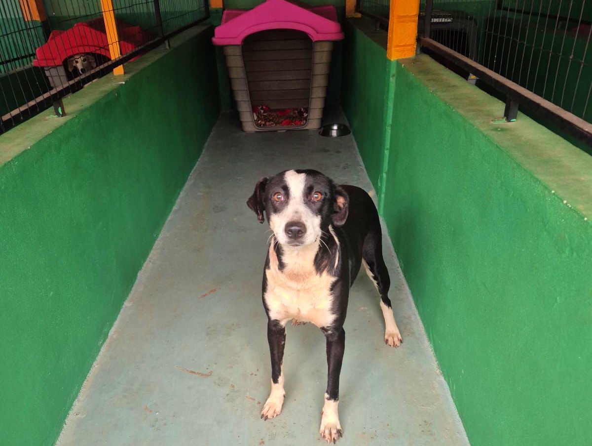 Capa Palmeira das Missões é habilitada para receber recursos estaduais destinados ao bem-estar animal