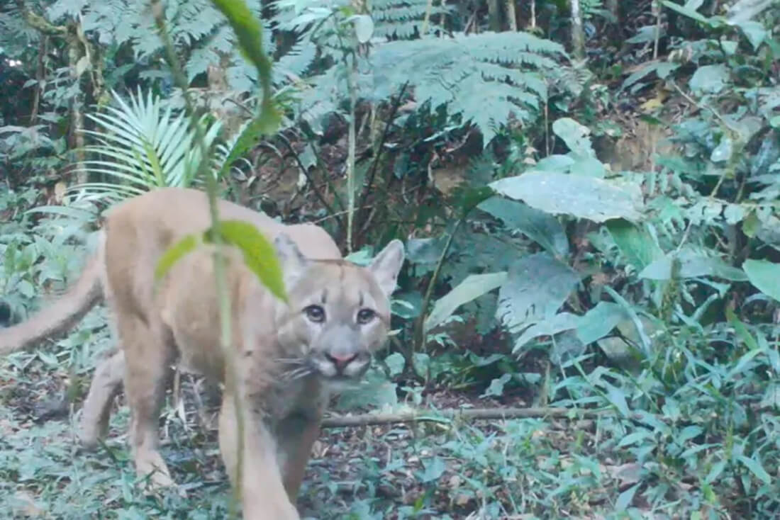 Capa Onça-parda e filhotes são avistados por agricultores em Panambi